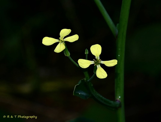 {Raphanus raphanistrum}